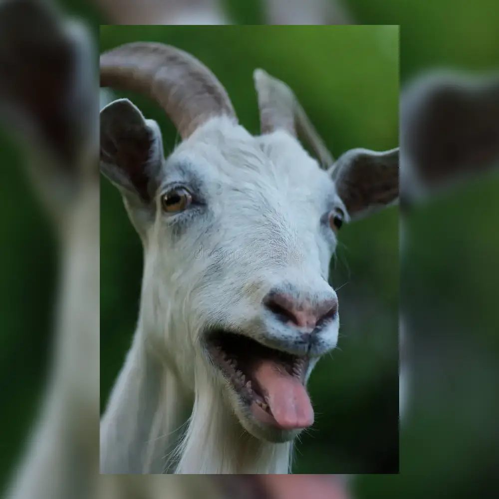 Martha Gei’t: Roelroel, Levi Boon en Giant Julie